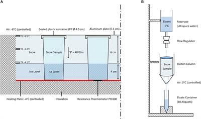 Microscale Rearrangement of Ammonium Induced by Snow Metamorphism